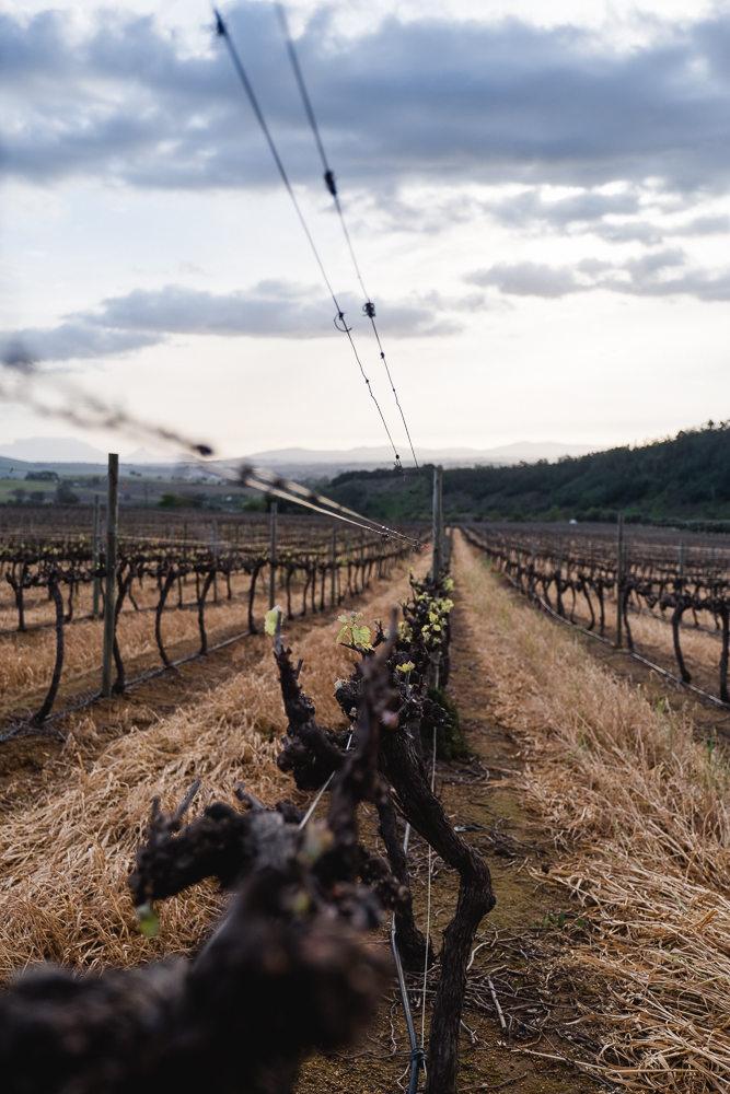 Hintergrundwissen zum Weinbau in Südafrika