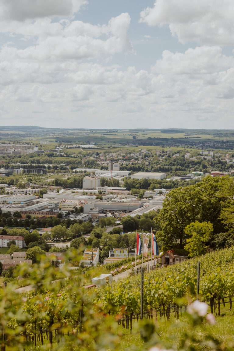 RiberadelDuero-weinberge