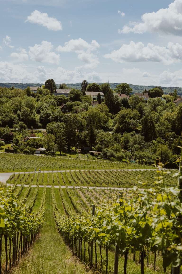 RiberadelDuero-weinberge