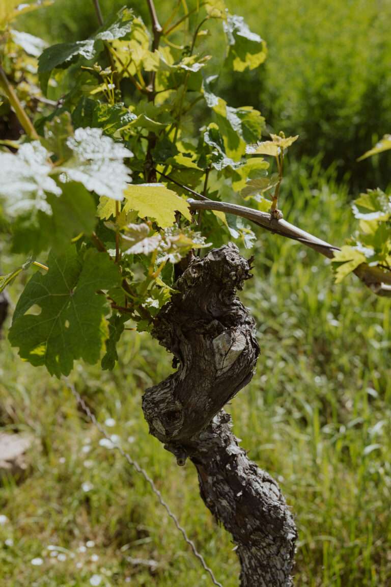 RiberadelDuero-weinberge