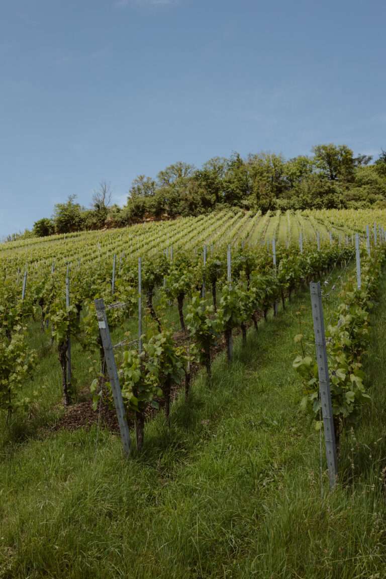 RiberadelDuero-weinberge
