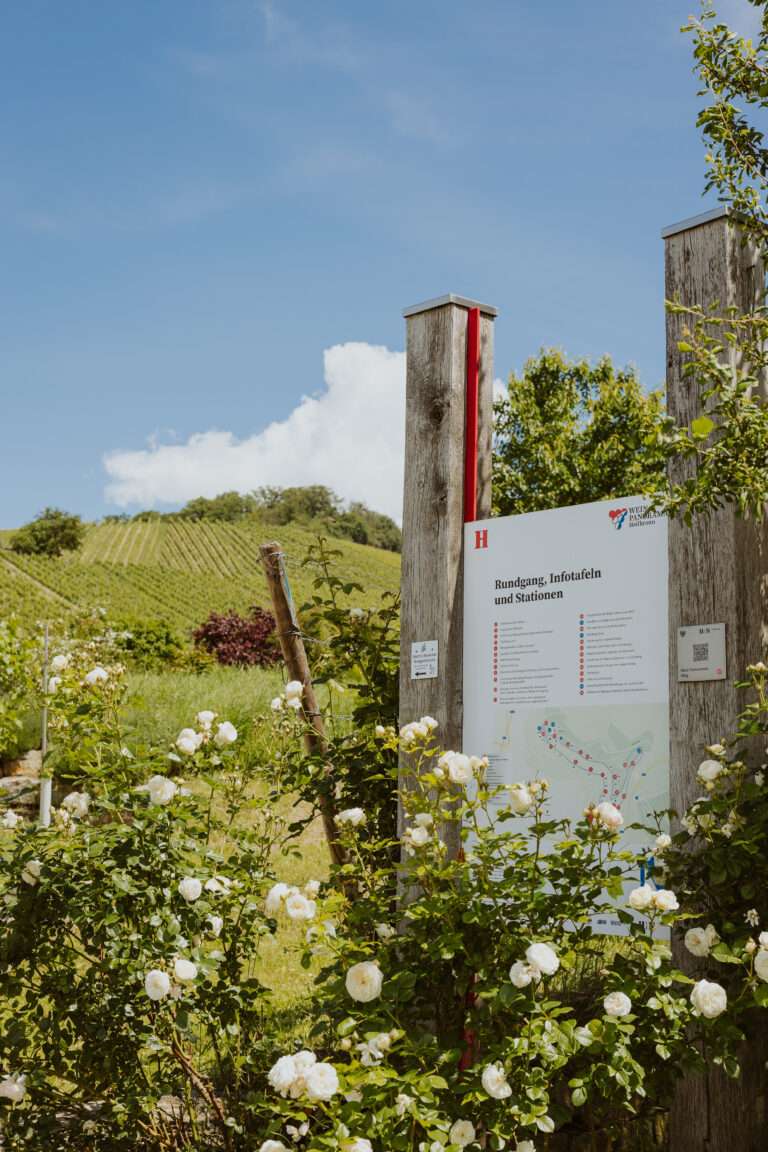 RiberadelDuero-weinberge