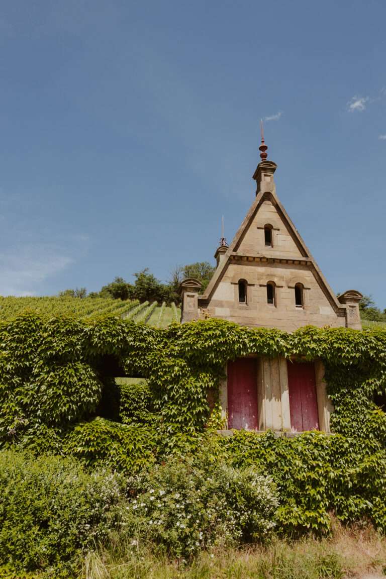 RiberadelDuero-weinberge