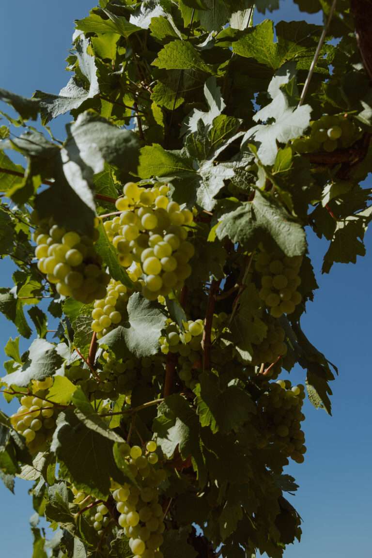 bringflavorhome-Südsteiermark20250038 (1)