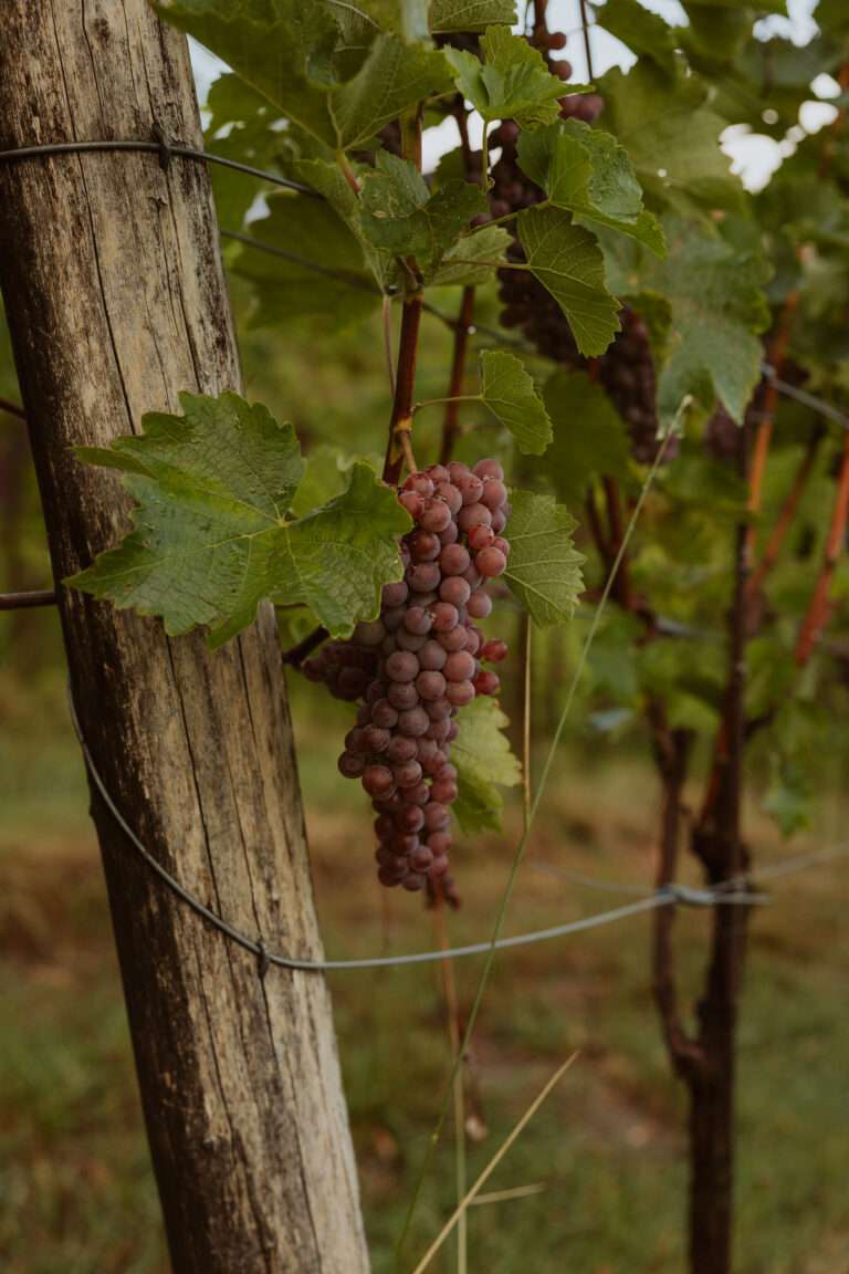 bringflavorhome-Südsteiermark20250595