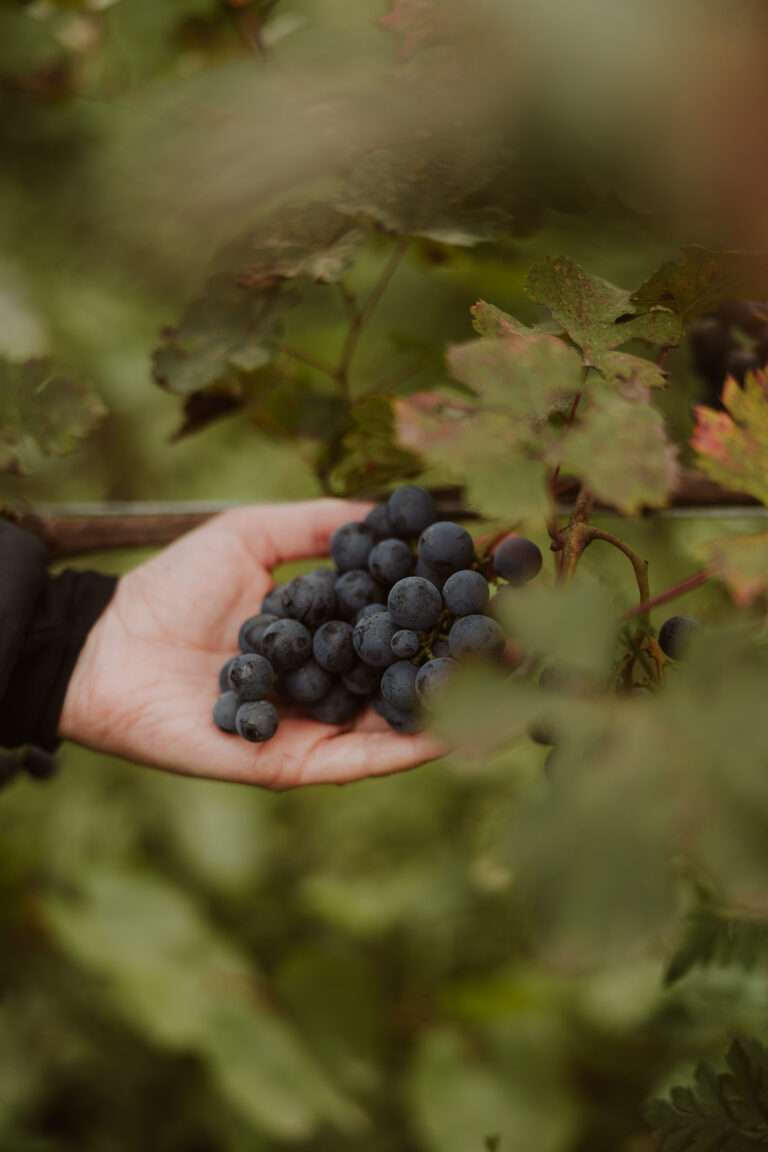 bringflavorhome-Georgien3-0299 (1)