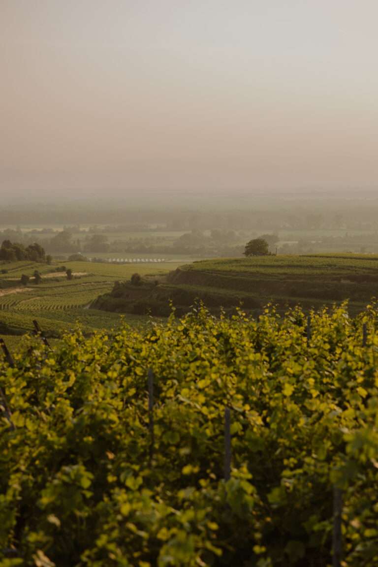 bringflavorhome-Piwi20250051 (1)