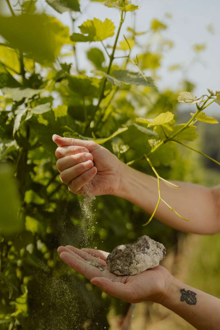 bringflavorhome-Piwi20250133