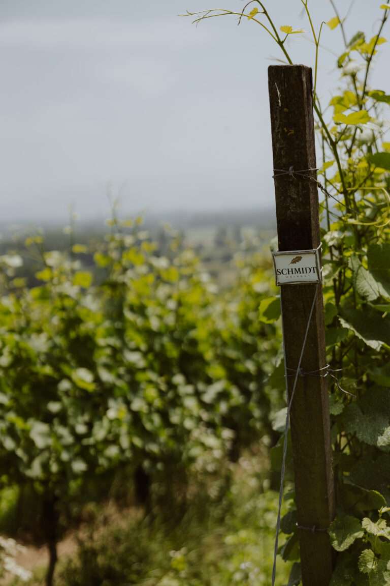 bringflavorhome-Piwi20250182 (1)