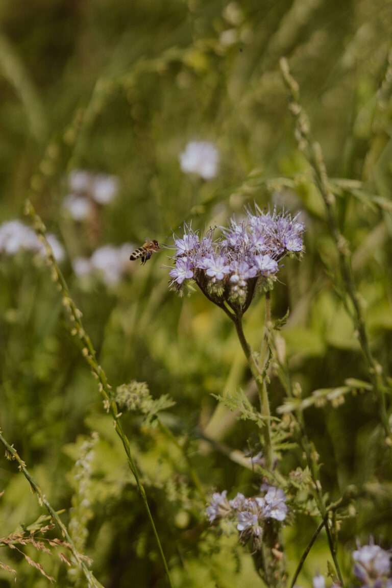 bringflavorhome-Piwi20250186 (1)