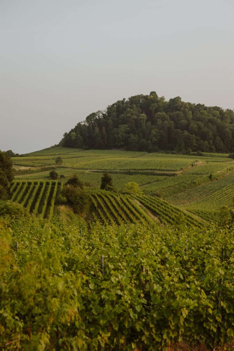 bringflavorhome-Tamino20250069