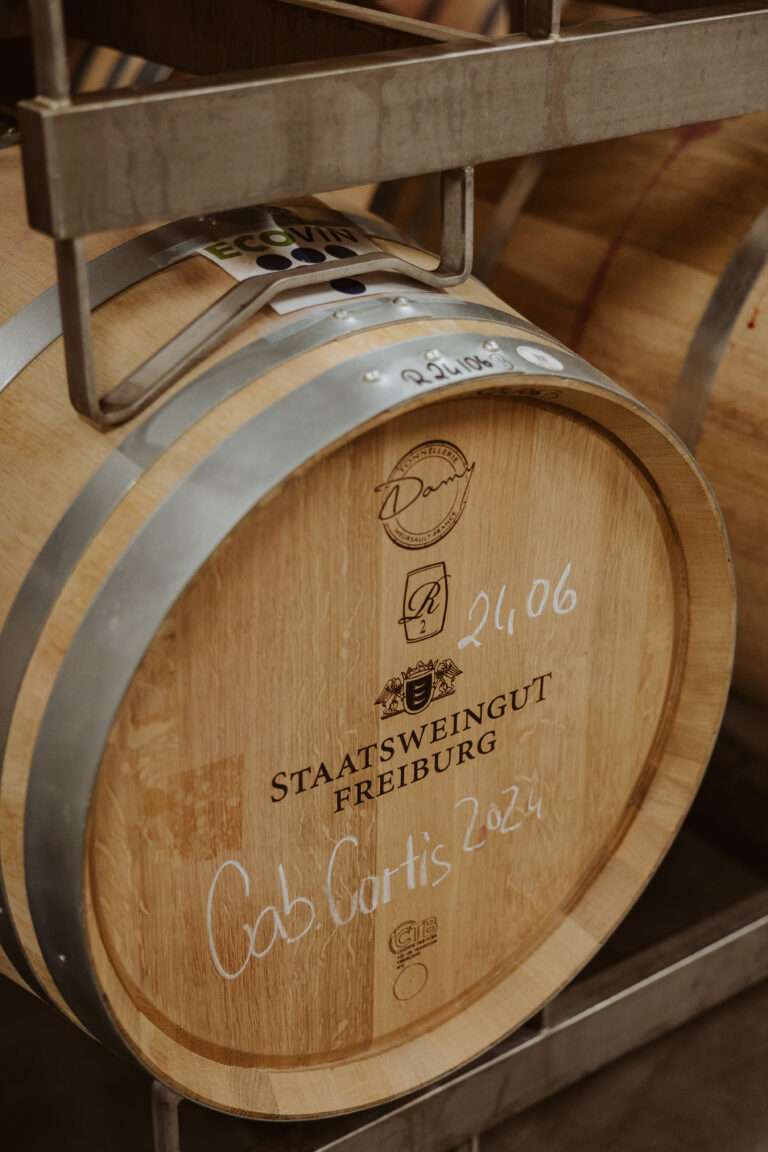 bringflavorhome-Tamino20250103