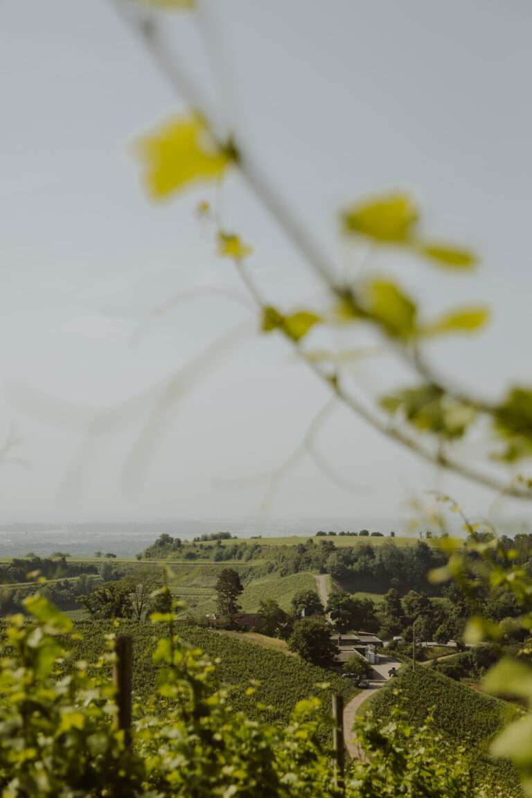 bringflavorhome-Tamino20250151